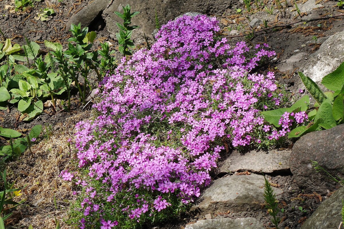 Флокс шиловидный - Рита Симонова