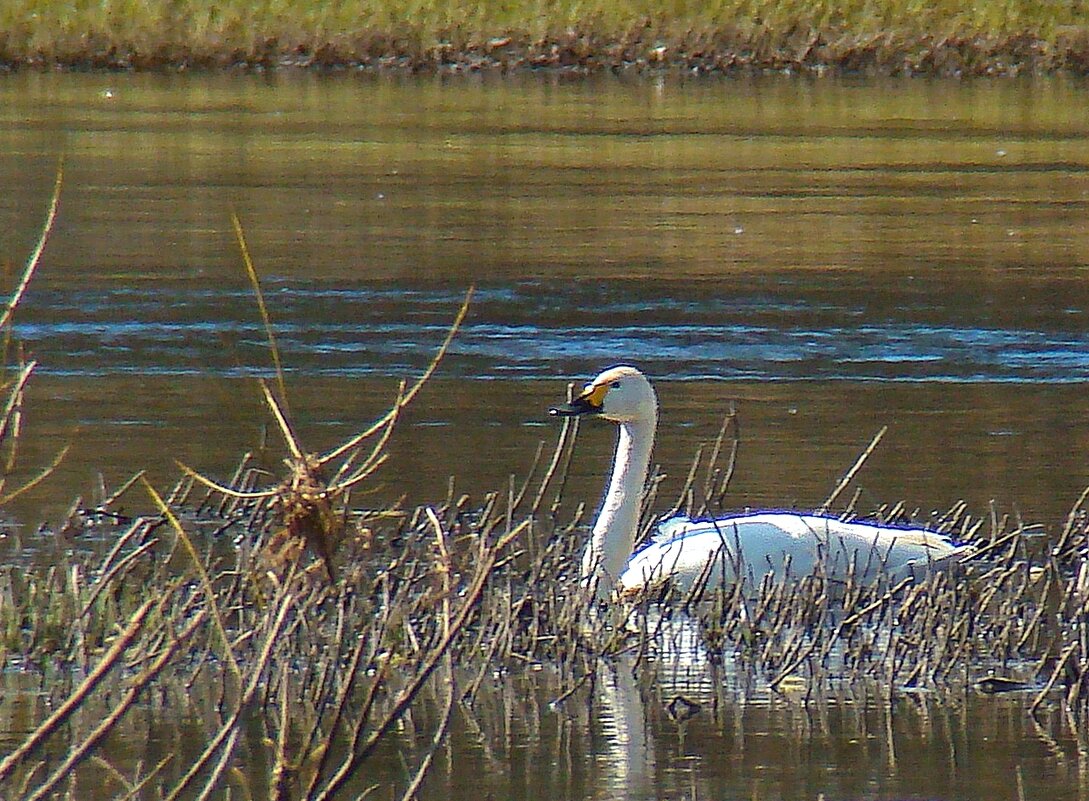 малый или тундровой лебедь - gawrilа - dan