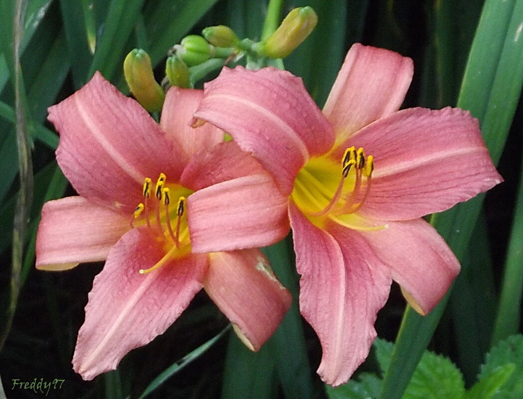 Лилейники - Freddy 97