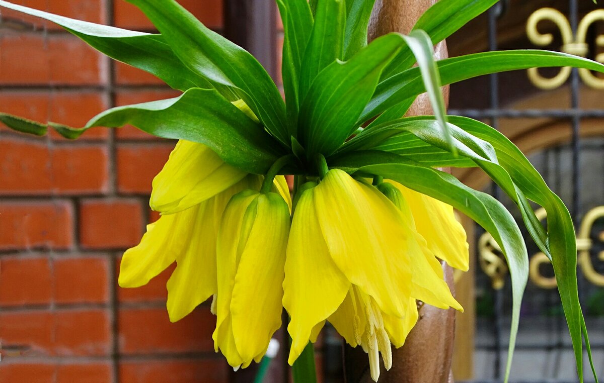 Рябчик императорский. - Милешкин Владимир Алексеевич 