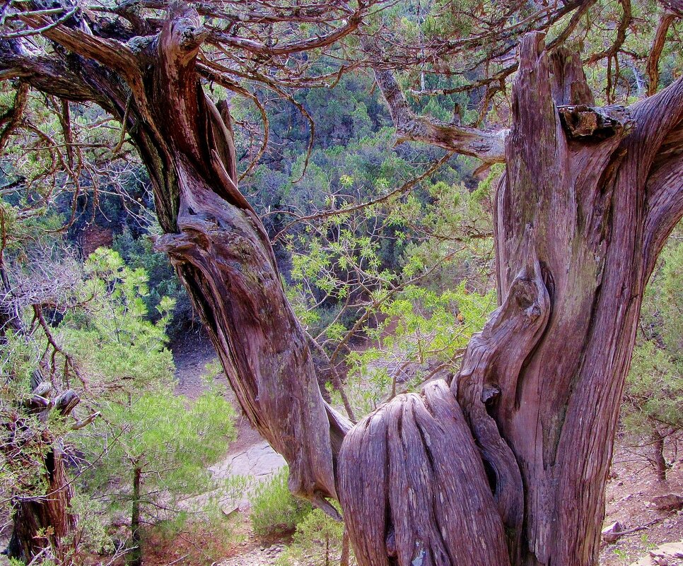 .. ствол   реликтового можжевельника... - galalog galalog