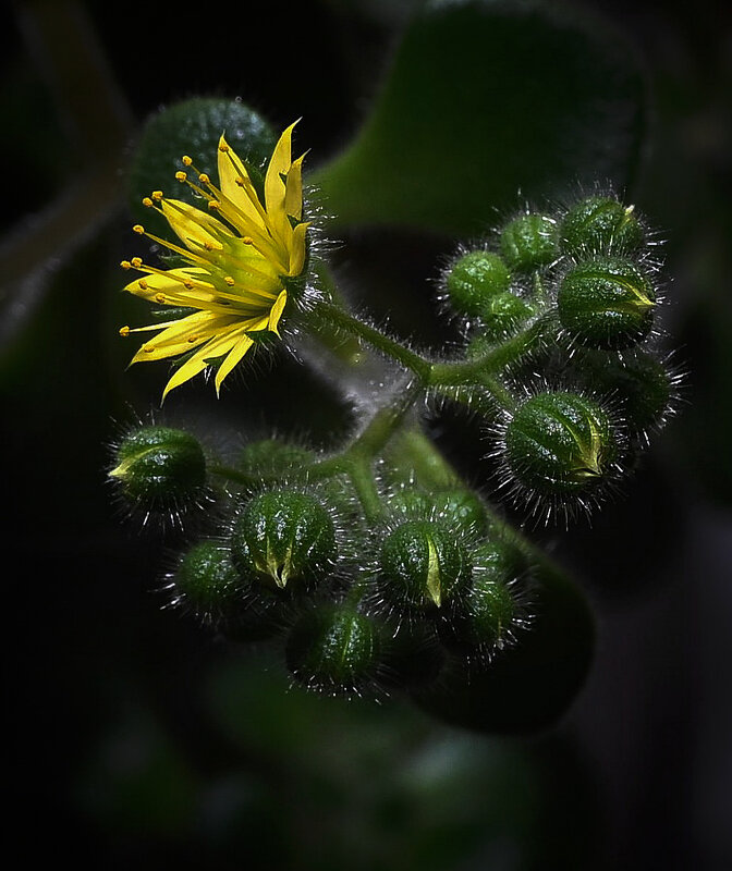 Аихризон - Aleksandr .