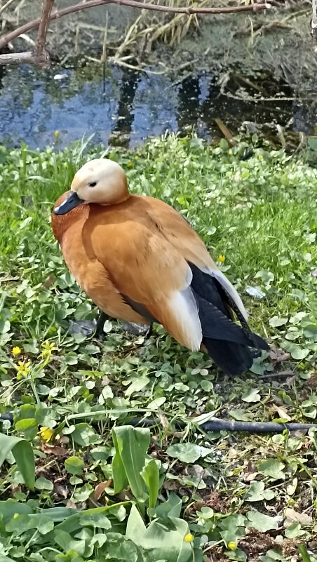 Огарь, телефоном - ZNatasha -