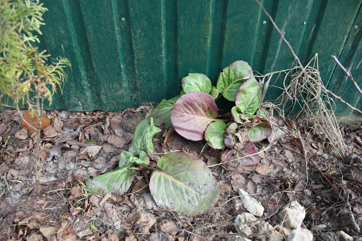 Бадан. - Михаил Елочкин