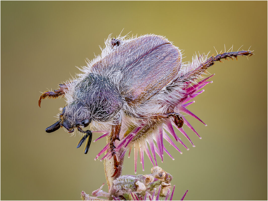 Жук рода Pygopleurus (семейство Glaphyridae, мохнатые хрущики). - Александр Григорьев