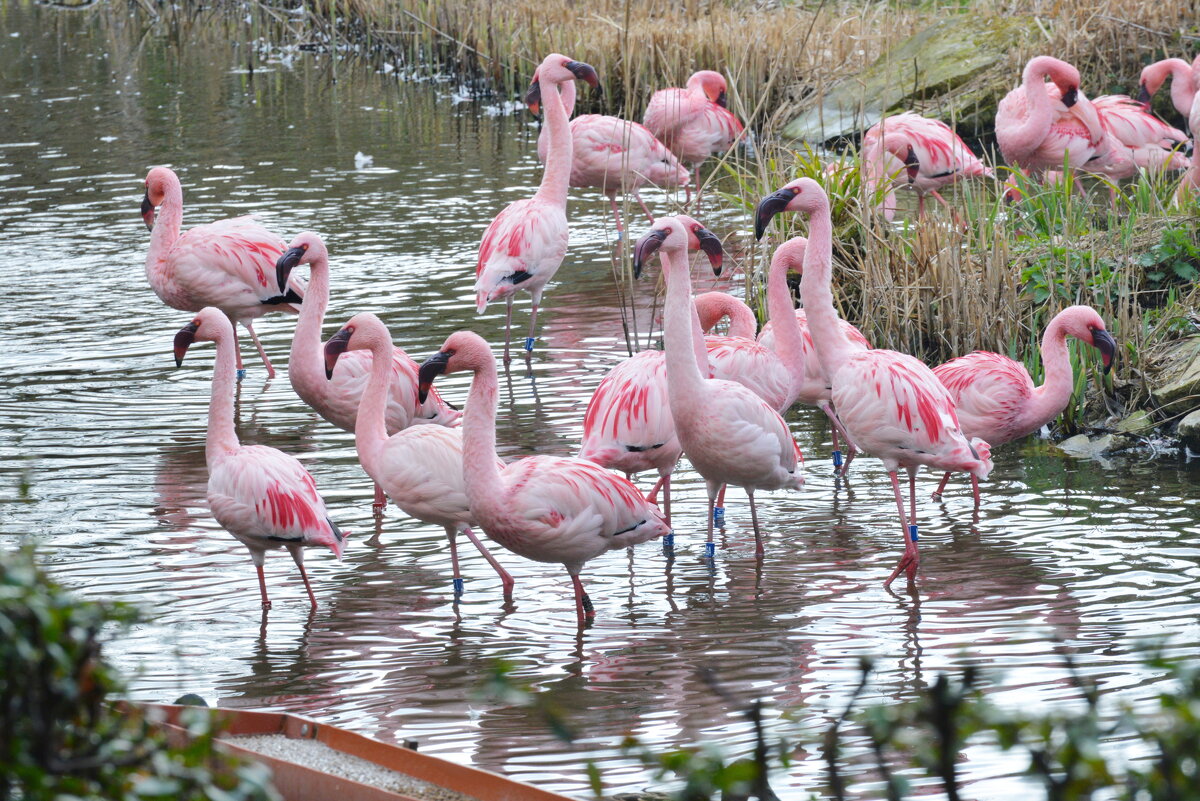 лейпциг2026 - Алексей Короткевич