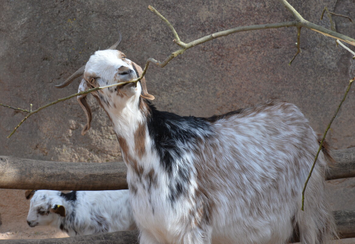 лейпциг2026 - Алексей Короткевич