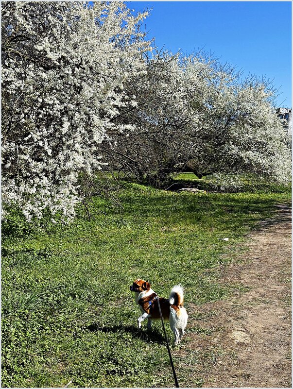 Яша и цветущая весна. - Валерия Комова