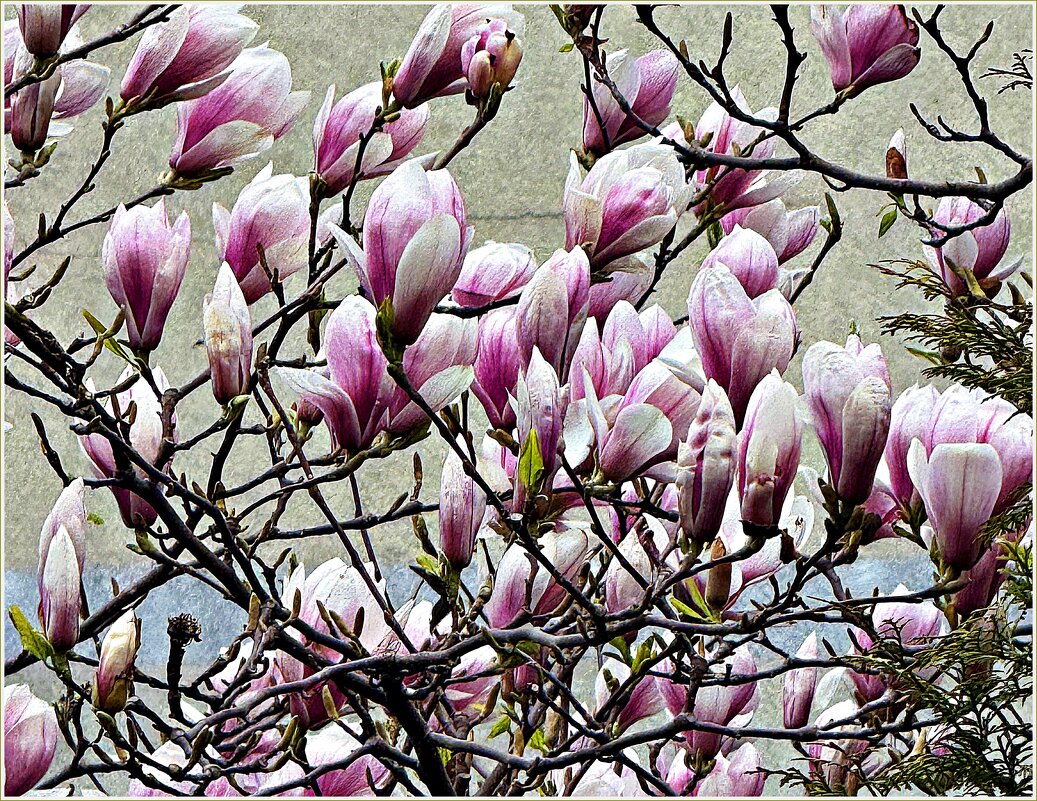 Магнолия цветёт. - Валерия Комова
