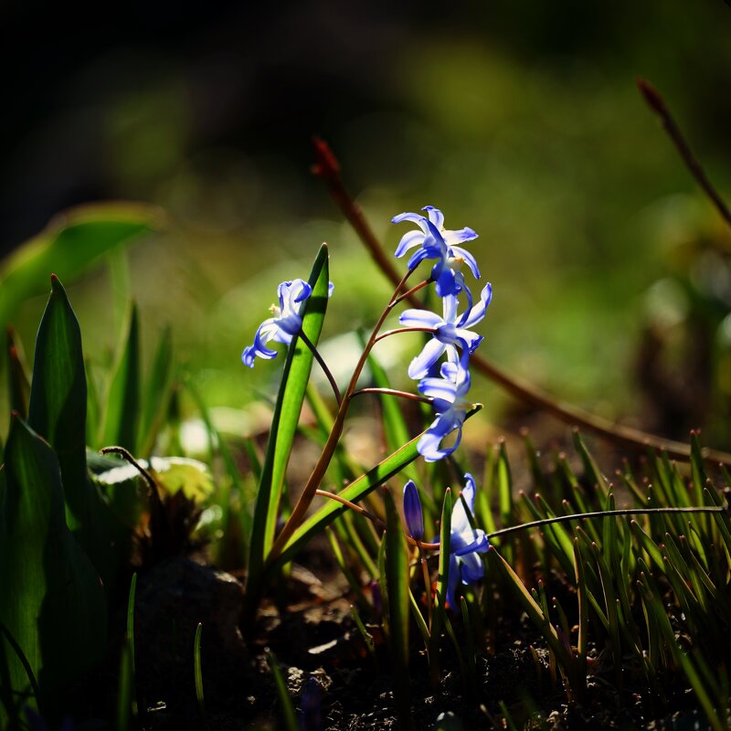 Растительная жизнь. Весна - Андрей Литов
