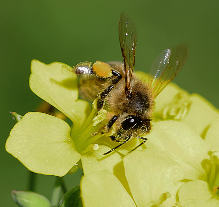Пчела на рукколе - Татьяна Салиева