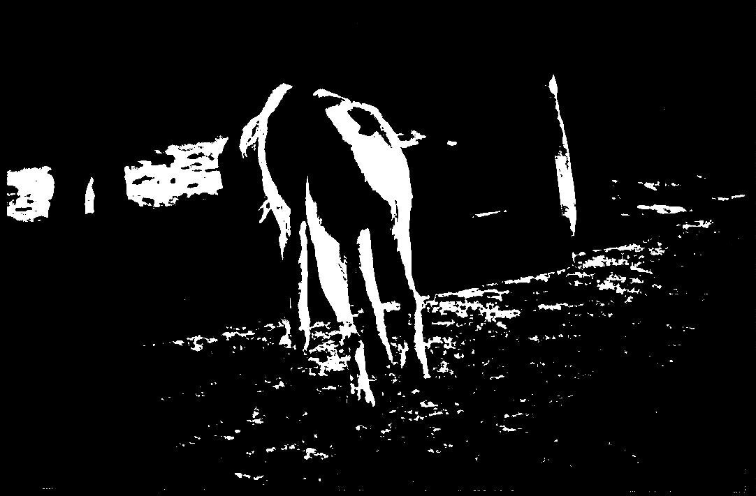 ФОТОГРАФИКА Последний друг - Алексей Кузнецов