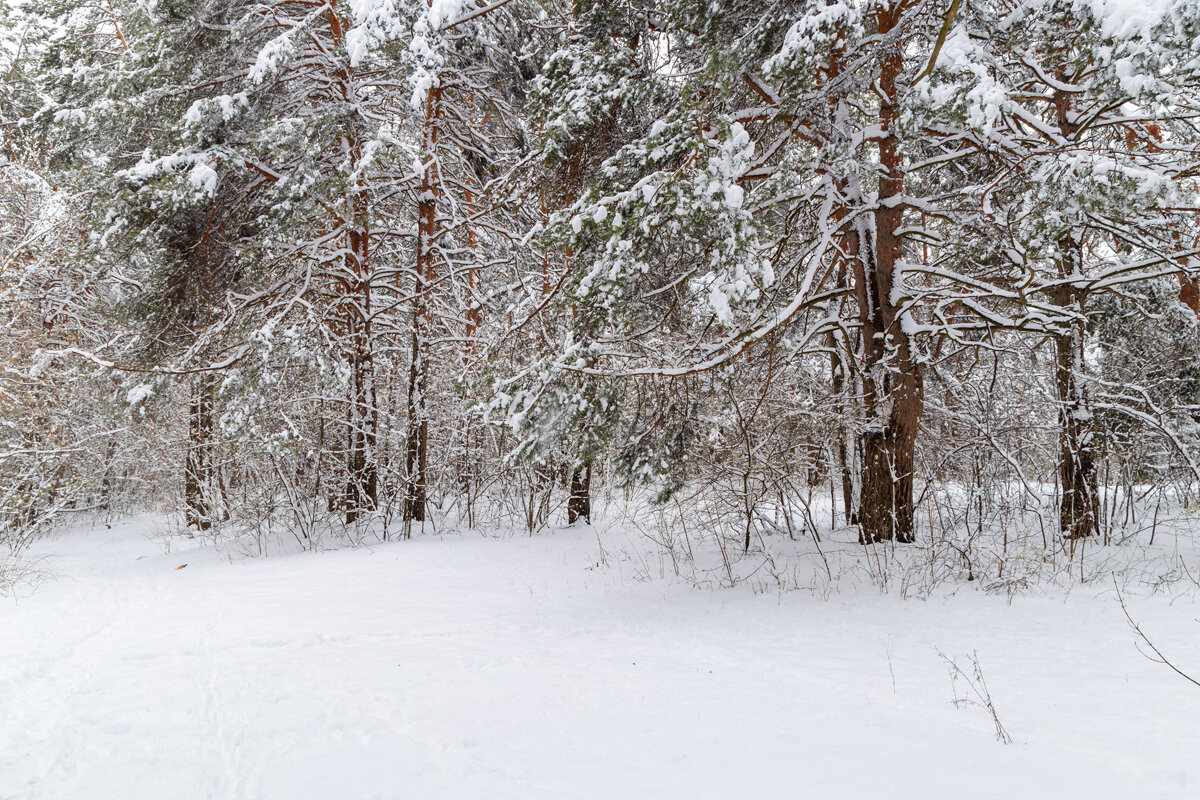 Весенне-зимняя природа - Александр Синдерёв