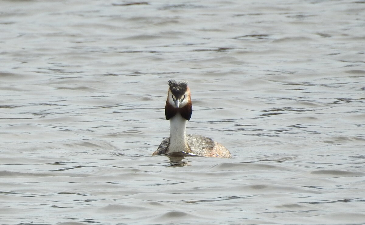 чомга - ИННА ПОРОХОВА