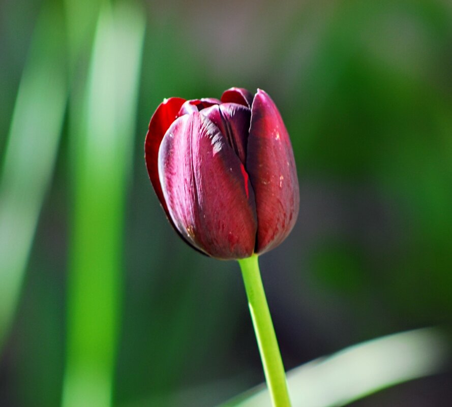 Весеннее. - Владимир 