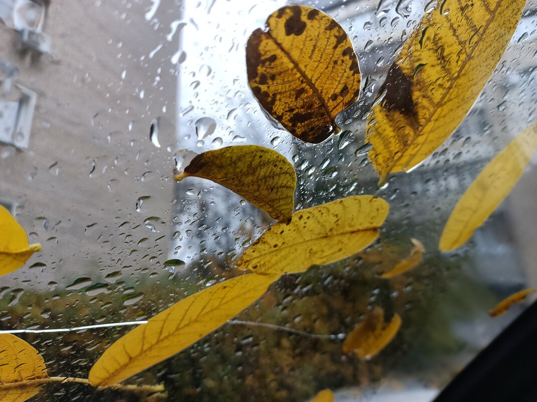 Осень Осень - Дмитрий П