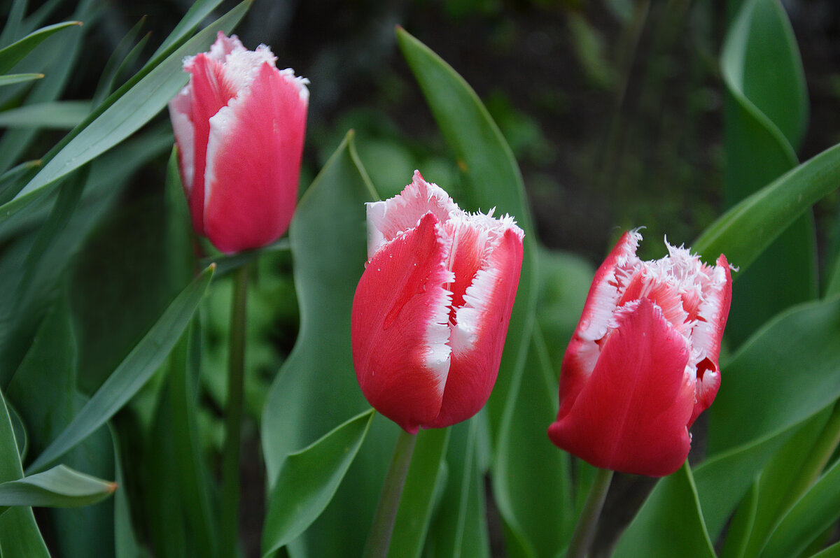 Алые тюльпаны с белой бахромой... - Надежда Куркина 