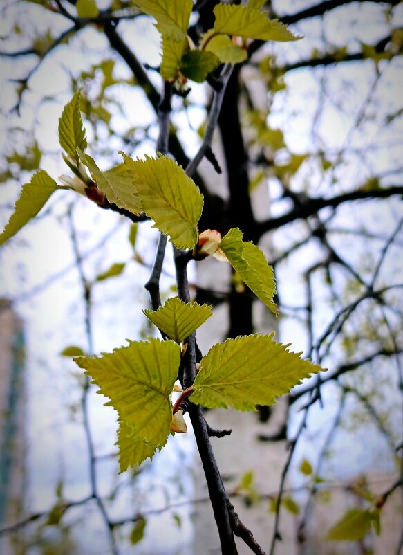 Апрель - Наталья Герасимова