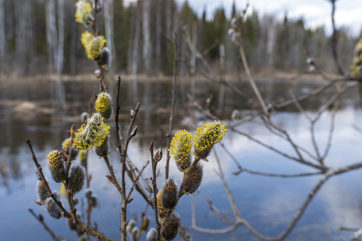 Весенний разлив - Сергей Ц