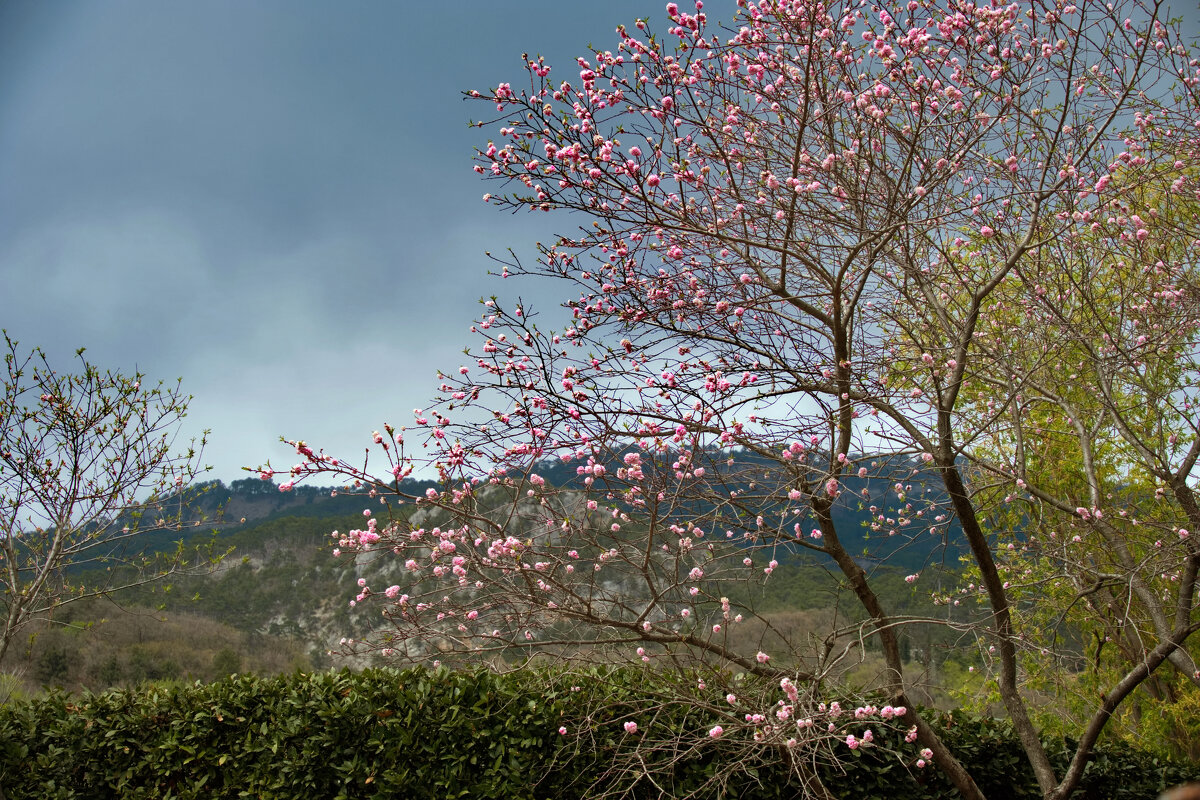 сакура цветёт... - Всеволод 