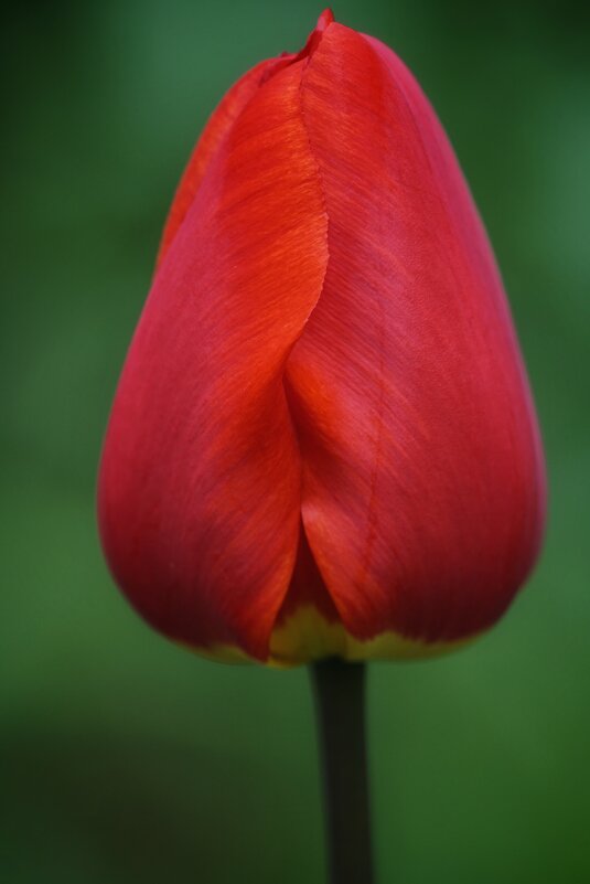 Тюльпан живёт недолго, но он живёт на полную мощь. - александр 