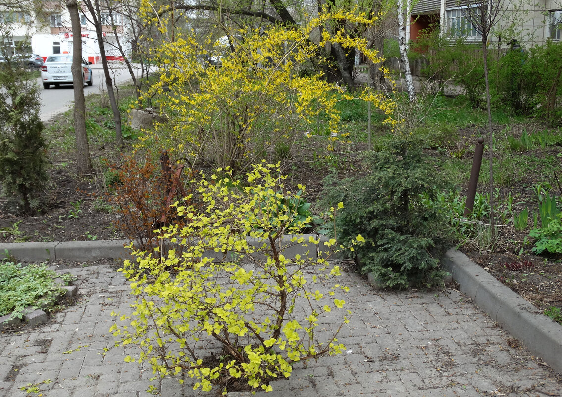 Наша весна в апреле - Татьяна Машошина