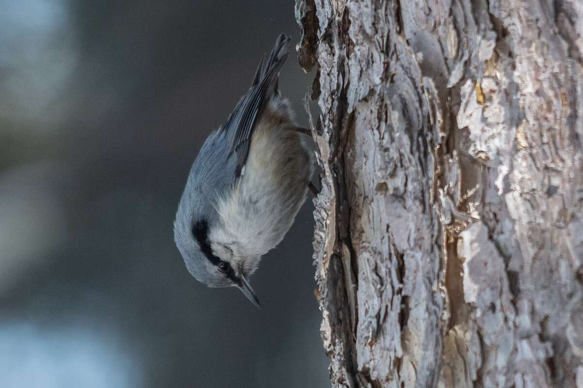 Поползень - Виктор Иванович Чернюк
