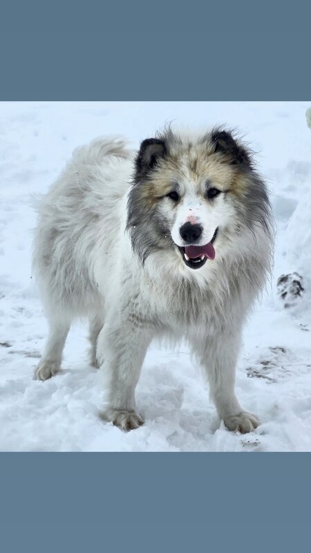 Сеня: верный друг Крайнего Севера. - Татьяна Чаброва