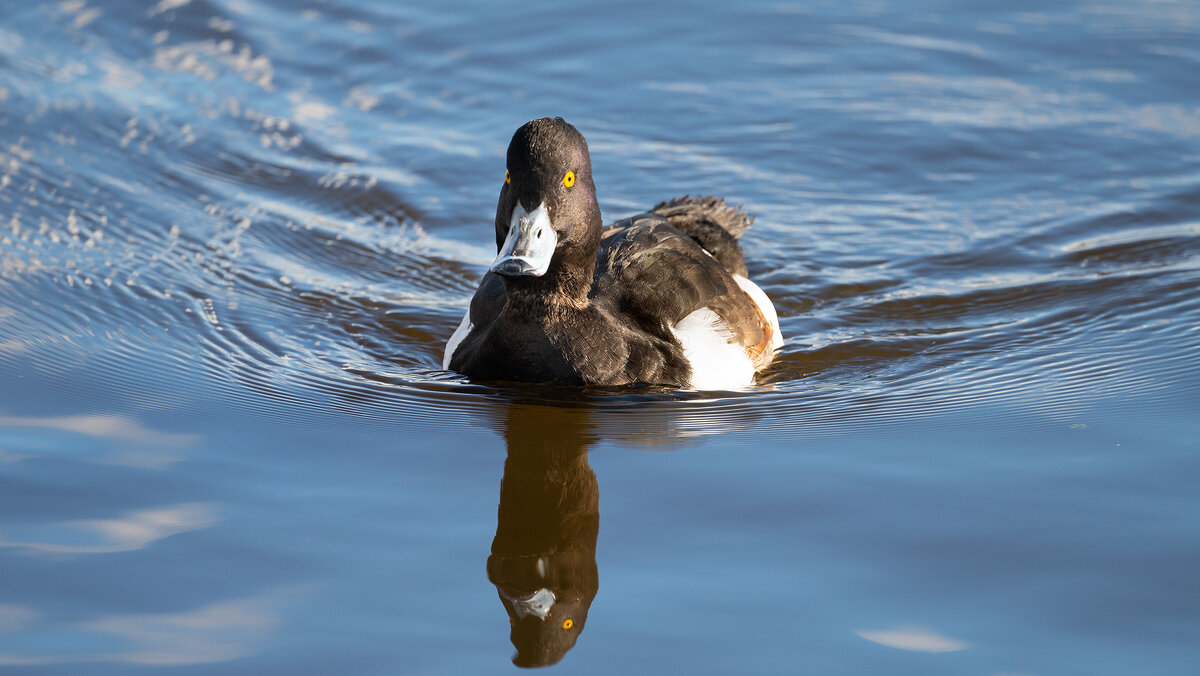 Хохлатая чернеть (хохлатый нырок) - Владимир Лазарев