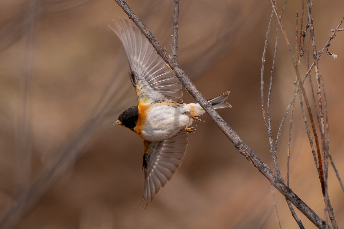 Вьюрок - Сергей Флетчер