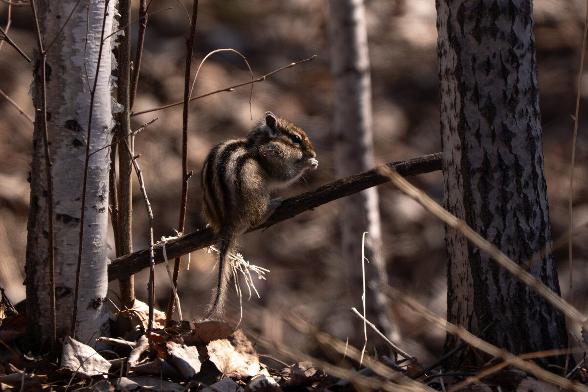 1 - Сергей Флетчер