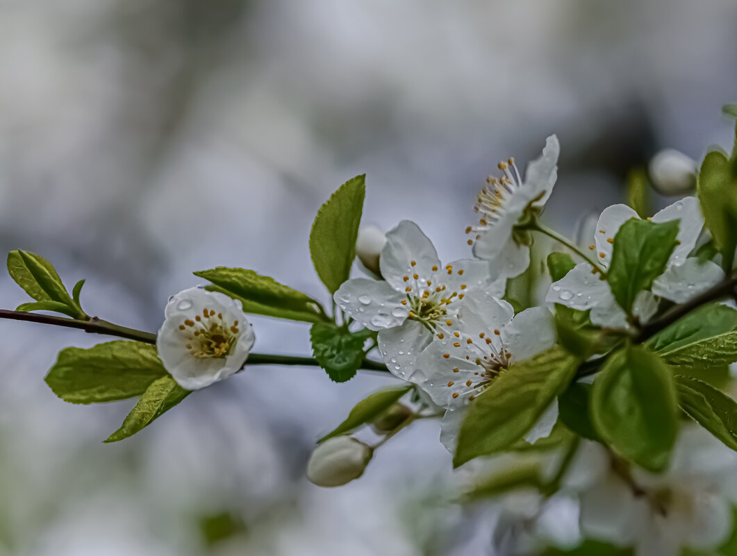 ,,, - Николай 