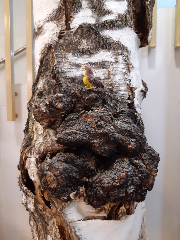 Музей "Травы Байкала" в Иркутске - Галина Минчук