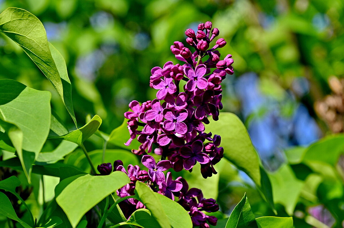 Пришло время сирени... - Николай Саржанов