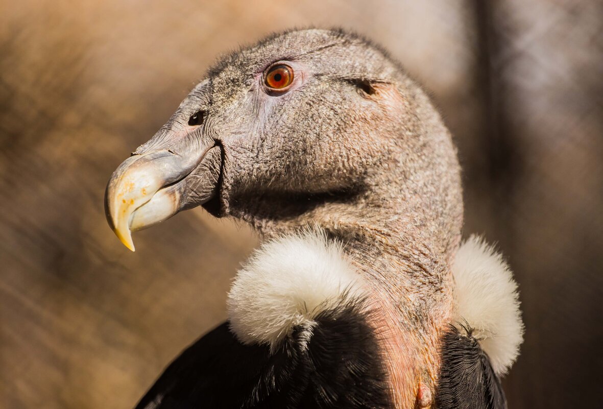 КОНДОР - Аркадий Лаптенко