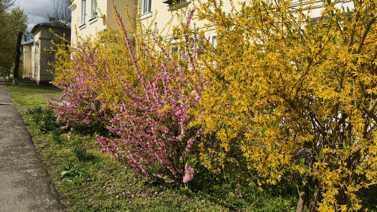 Краски весны - Мариша Тим