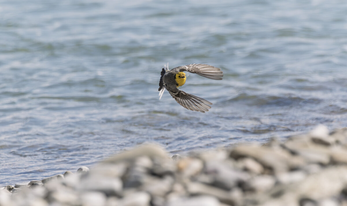 желтая трясогузка. - юрий макаров