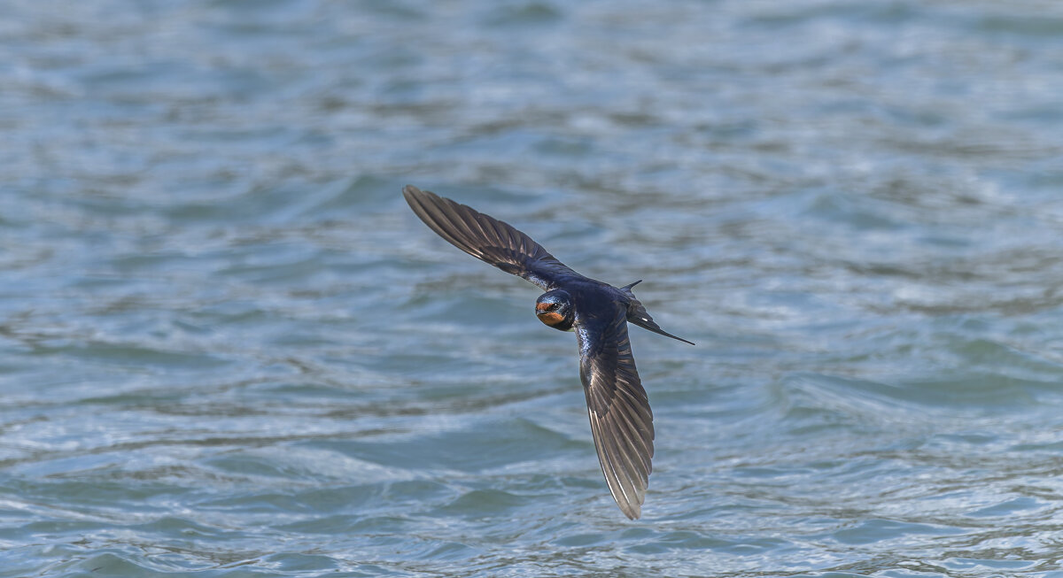 ласточка деревенская. - юрий макаров