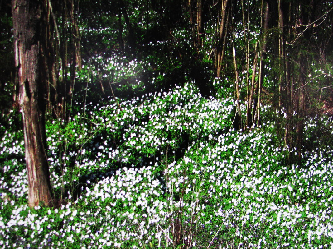 Красота в лесу - Людмила Смородинская