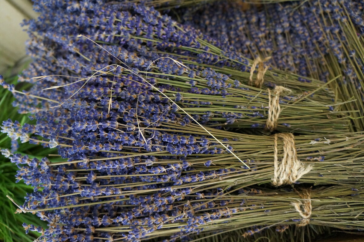 Лаванда.... - Алёна Савина