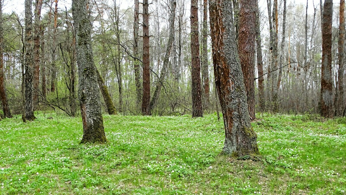 Весенний лес. - Милешкин Владимир Алексеевич 