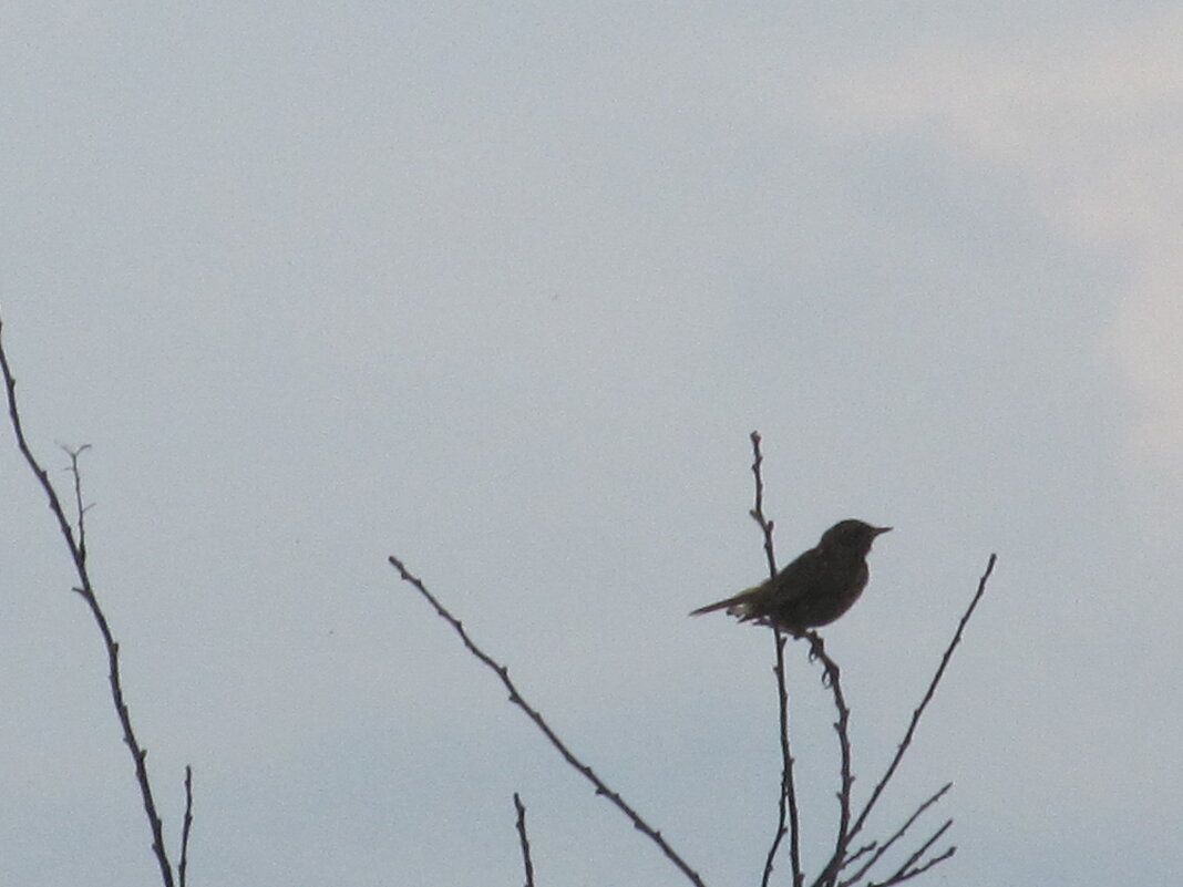 птичка - Елена Шаламова