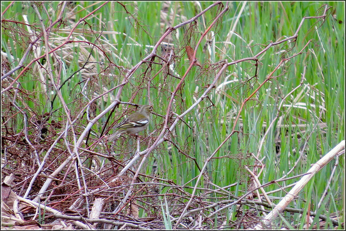 маскировка - Сеня Белгородский