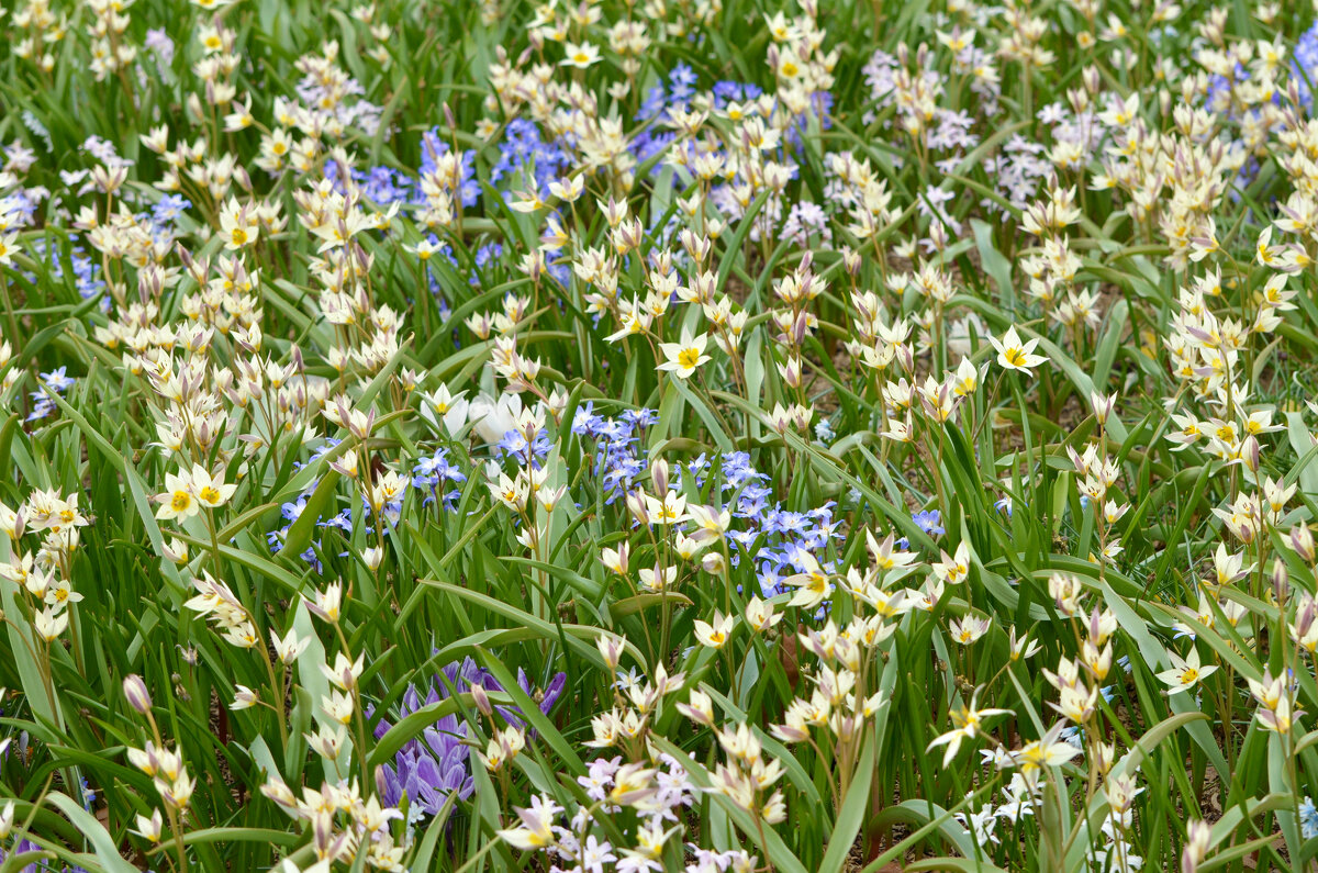 Москва. Весна в парке "Зарядье". - Наташа *****