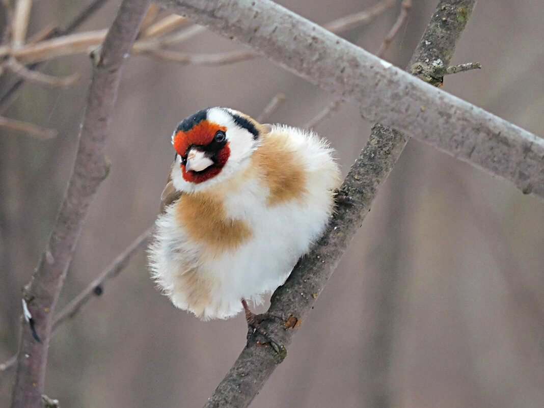 Щегол - Лина 
