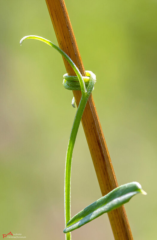 Вверх... - Андрей Пристяжнюк