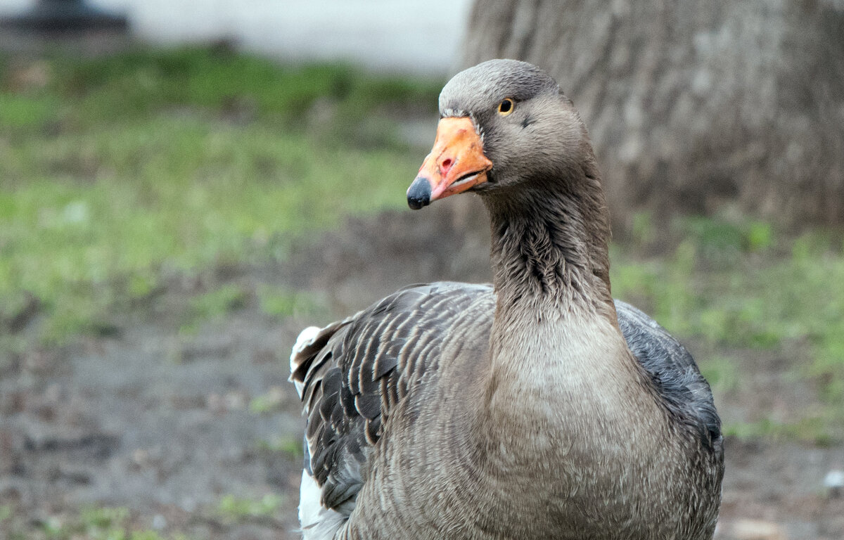**** - Владимир Безбородов