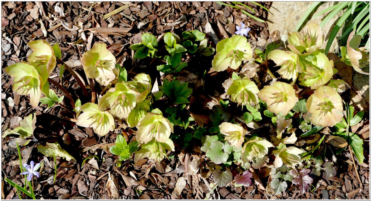 ЭТЮД... - Elvira E. 