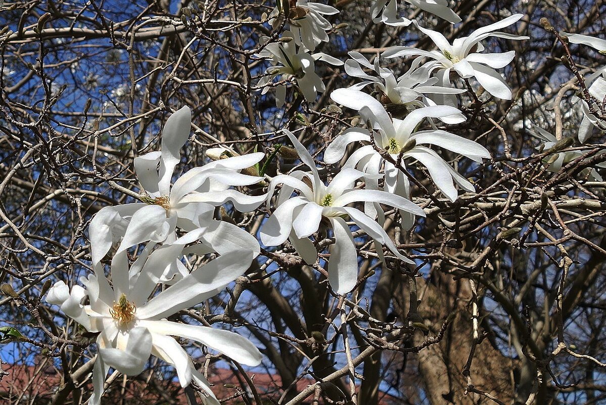 Магнолия звёздчатая - Рита Симонова
