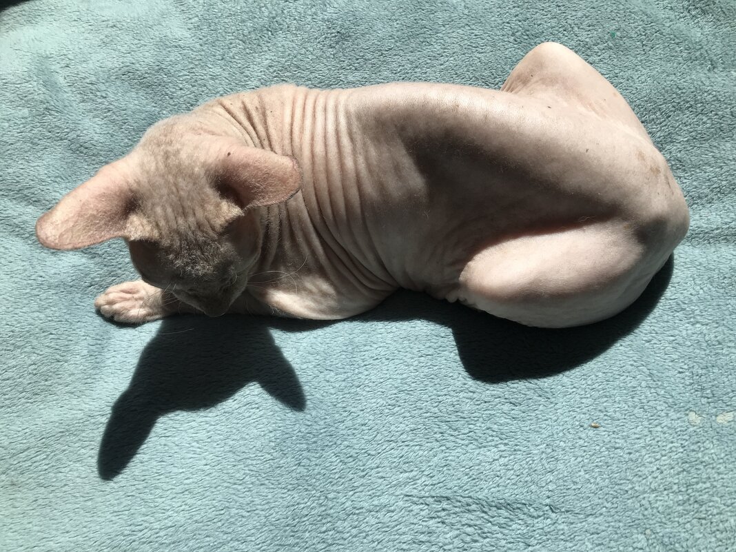 Живая скульптура) - Любовь 